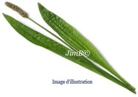 Plante en vrac - Plantain lanceole (plantago lanceolata) feuille - Herbo-phyto - Herboristerie Bardou™ 