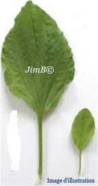 Plante en vrac - Plantain rond (plantago major) feuille - Herbo-phyto - Herboristerie Bardou™ 