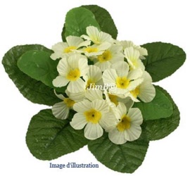 Plante en vrac - Primevère (primula officinalis) fleur - Herbo-phyto - Herboristerie Bardou™ 
