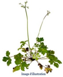 Plante en vrac - Sanicle (sanicula europaea) partie aérienne - Herbo-phyto - Herboristerie Bardou™ 