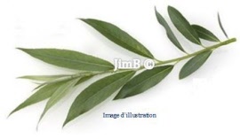 Plante en vrac - Saule blanc (salix alba) feuille - Herbo-phyto - Herboristerie Bardou™ 