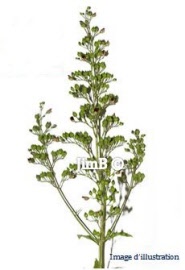 Plante en vrac - Scrofulaire (scrofularia nodosa) partie aérienne - Herbo-phyto - Herboristerie Bardou™ 