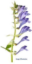 Plante en vrac - Scutellaire (scutellaria laterifolia) partie aérienne - Herbo-phyto - Herboristerie Bardou™ 