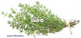 Plante en vrac - Thym (thymus vulgaris) feuille - Herbo-phyto - Herboristerie Bardou™ 