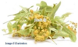 Plante en vrac - Tilleul (tilia sylvestris) bractée - Herbo-phyto - Herboristerie Bardou™ 