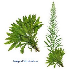 Plante en vrac - Vergerette (erigeron canadensis) partie aérienne - Herbo-phyto - Herboristerie Bardou™ 