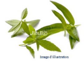 Plante en vrac - Verveine odorante (lippia citriodora) feuille - Herbo-phyto - Herboristerie Bardou™ 