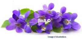 Plante en vrac - Violette (viola odorata) fleur - Herbo-phyto - Herboristerie Bardou™ 