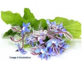 Plante en vrac - Violette (viola odorata) sommité fleurie - Herbo-phyto - Herboristerie Bardou™ 