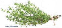 Plante en vrac - Thym (thymus vulgaris) - Herbo-phyto - Herboristerie Bardou™ 