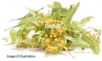 Plante en vrac - Tilleul (tilia sylvestris) - Herbo-phyto - Herboristerie Bardou™ 