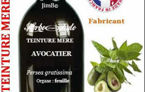 Teinture mère - Avocatier (persea gratissima) - Herbo-phyto - Herboristerie Bardou™ 