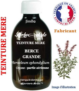 Teinture mère - Berce grande (heracleum sphondylium) - Herbo-phyto - Herboristerie Bardou™ 