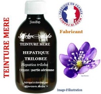 Teinture mère - Hépatique trilobée (hepatica triloba) - Herbo-phyto - Herboristerie Bardou™ 