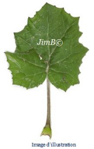 Plante en vrac - Tussilage (tussilago farfara) - Herbo-phyto - Herboristerie Bardou™ 
