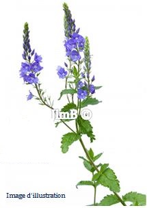 Plante en vrac - Véronique (veronica officinalis) - Herbo-phyto - Herboristerie Bardou™ 