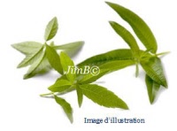 Plante en vrac - Verveine odorante (lippia citriodora) - Herbo-phyto - Herboristerie Bardou™ 