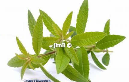 Plante en vrac - Verveine officinale (verbena officinalis) - Herbo-phyto - Herboristerie Bardou™ 